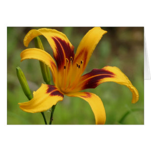 Blanket - Daylily