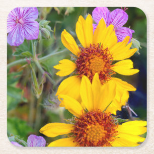Blanket flower aka brown eyed susan and stick square paper coaster