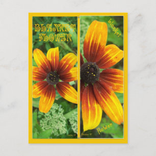BLANKET FLOWER BOOKMARKS POSTCARD