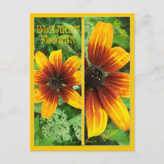 BLANKET FLOWER BOOKMARKS POSTCARD (Front)