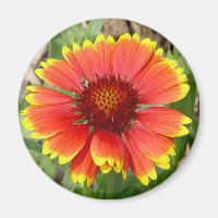 Blanket Flower Magnet
