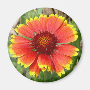 Blanket Flower Magnet