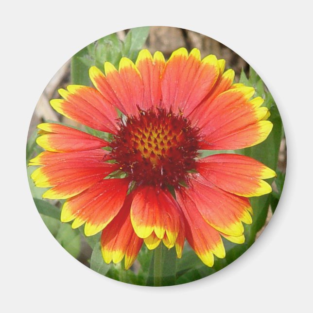 Blanket Flower Magnet (Front)