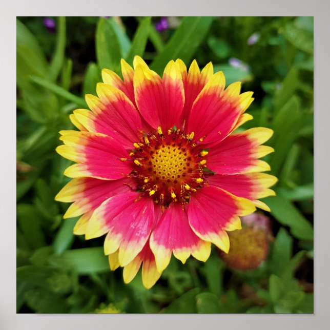 Blanket Flower Poster (Front)