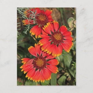 Blanket Flowers Postcard