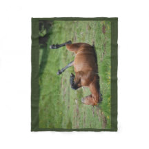 blanket _ italy _ aveto natural park _ horse