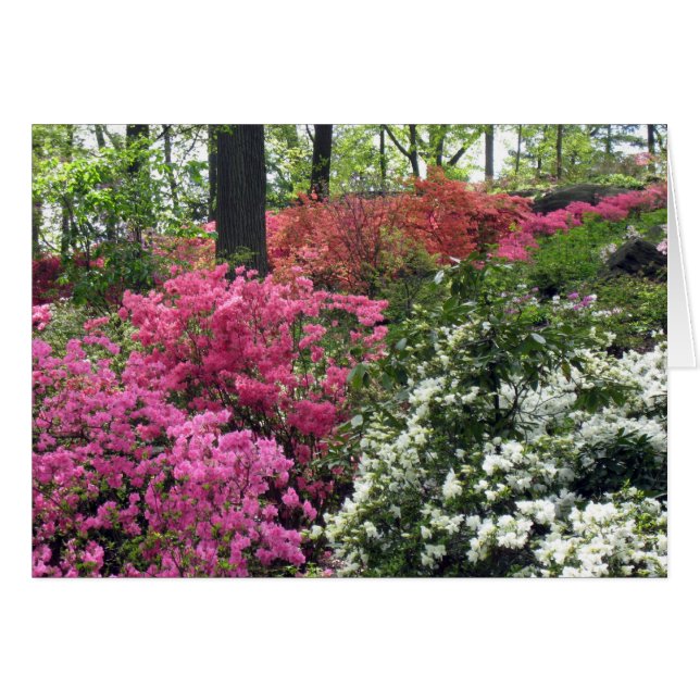 Blanket of Azalea's (Front Horizontal)