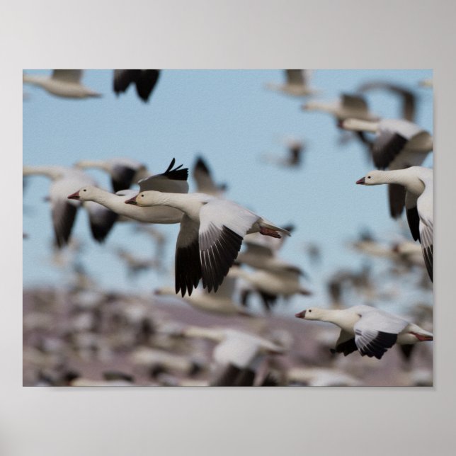 Blast off in the Socorro skies Poster (Front)