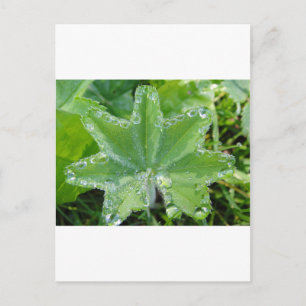 Blatt mit vielen Wassertropfen am Rand Postcard