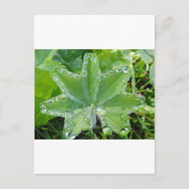 Blatt mit vielen Wassertropfen am Rand Postcard (Front)