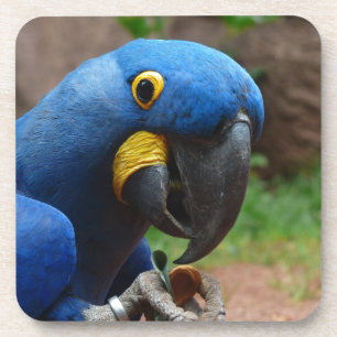 blauaras parrot coaster