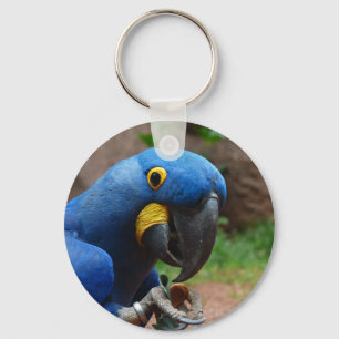blauaras parrot key ring