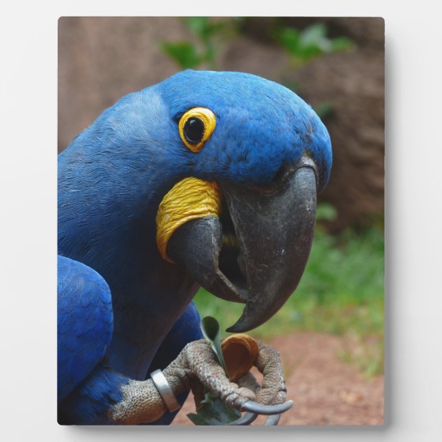 blauaras parrot plaque (Front)