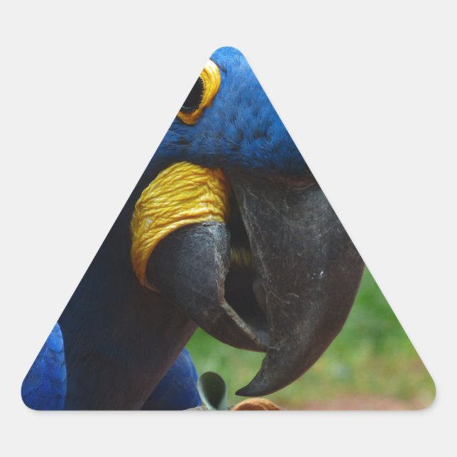 blauaras parrot triangle sticker (Front)