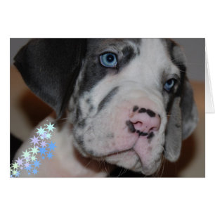 Blaue Augen Doggenwelpe