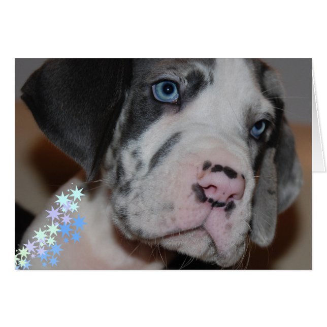 Blaue Augen Doggenwelpe (Front Horizontal)