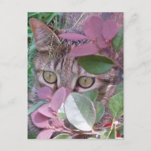 Blaze Cat Eyes Postcard
