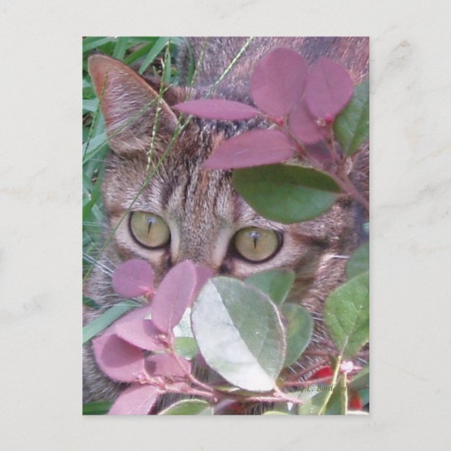 Blaze Cat Eyes Postcard (Front)