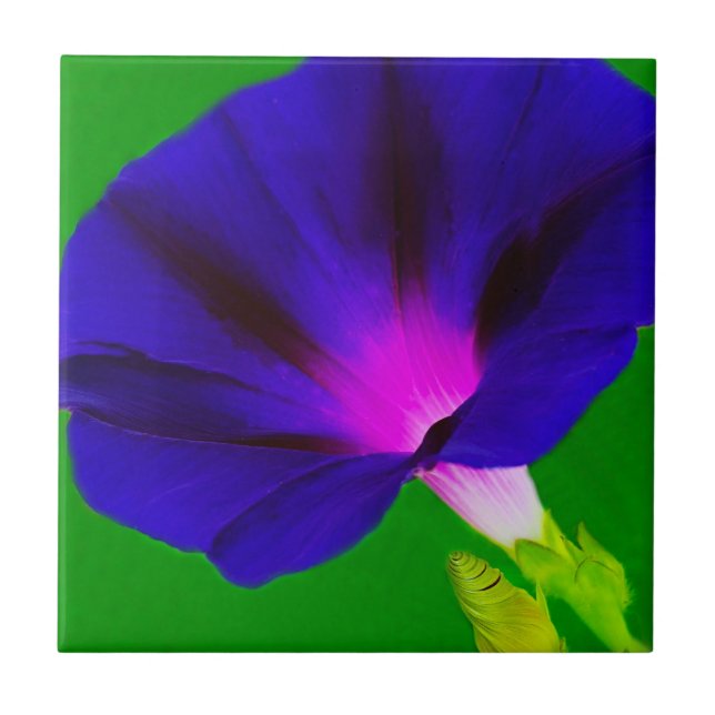 Blazing Purple-Pink Floral  Ceramic Tile (Front)