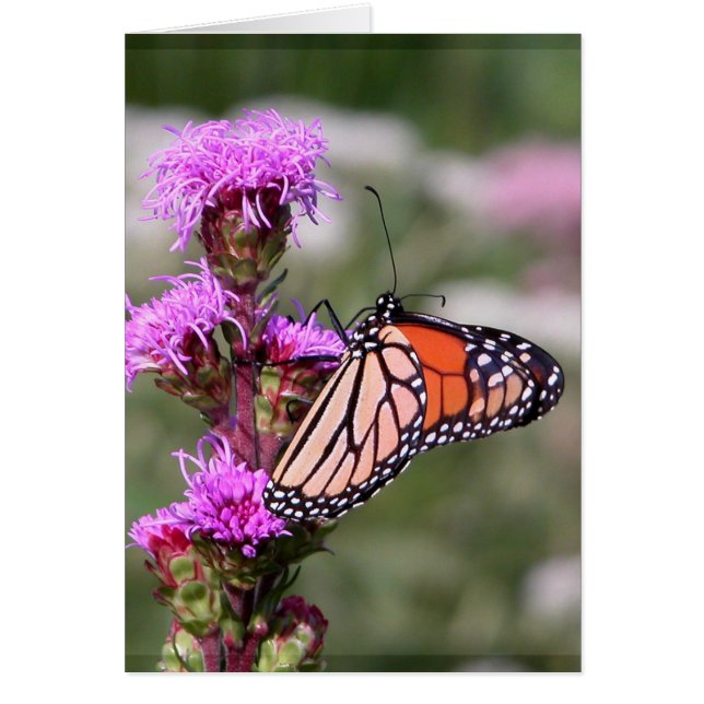 Blazing star and monarch butterfly (Front)
