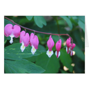 Bleeding Heart