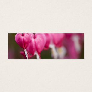 Bleeding Heart