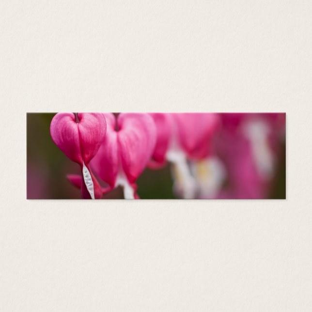 Bleeding Heart (Front)
