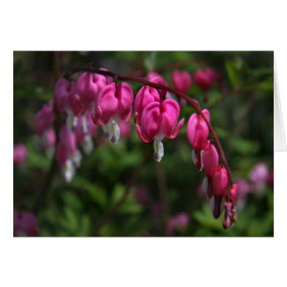 Bleeding Heart