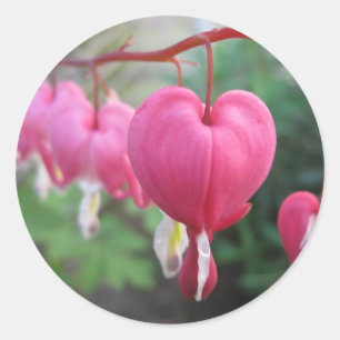 Bleeding Heart (Dicentra) Classic Round Sticker