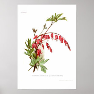 Bleeding Heart (Dicentra spectablis) Poster