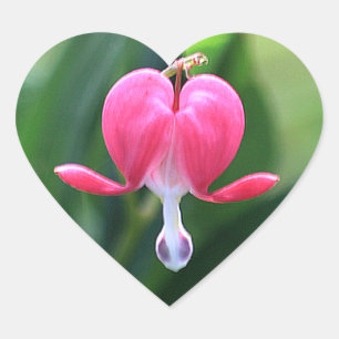 Bleeding Heart Flower Envelope Seal Stickers