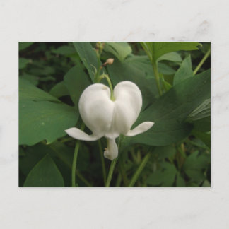 Bleeding heart flower postcard