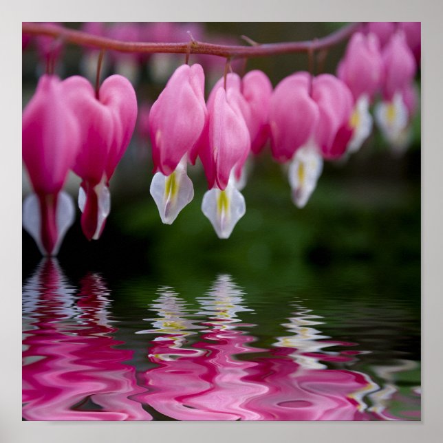bleeding heart flower poster (Front)