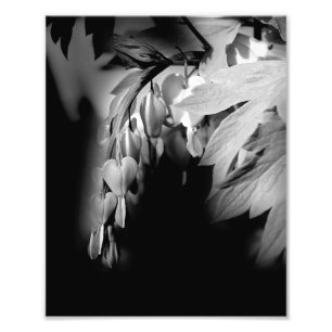 Bleeding Heart Flowers In Black And White 8x10 Photo Print