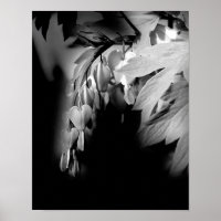 Bleeding Heart Flowers In Black And White