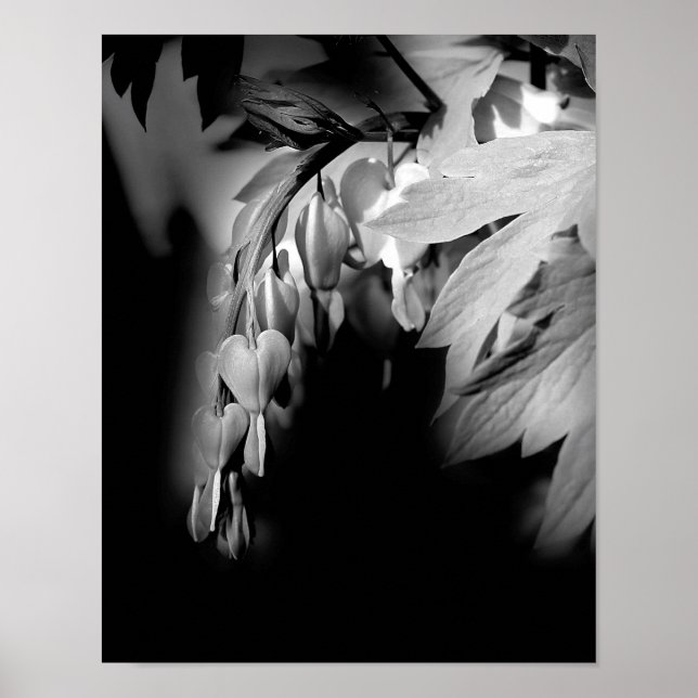 Bleeding Heart Flowers In Black And White Poster (Front)