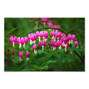 Bleeding Heart Flowers Photo Print