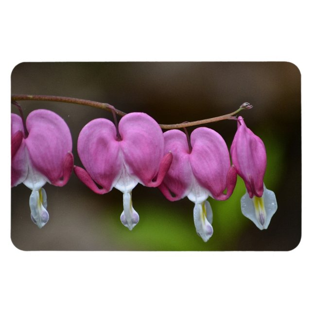 Bleeding Heart Large Magnet (Horizontal)