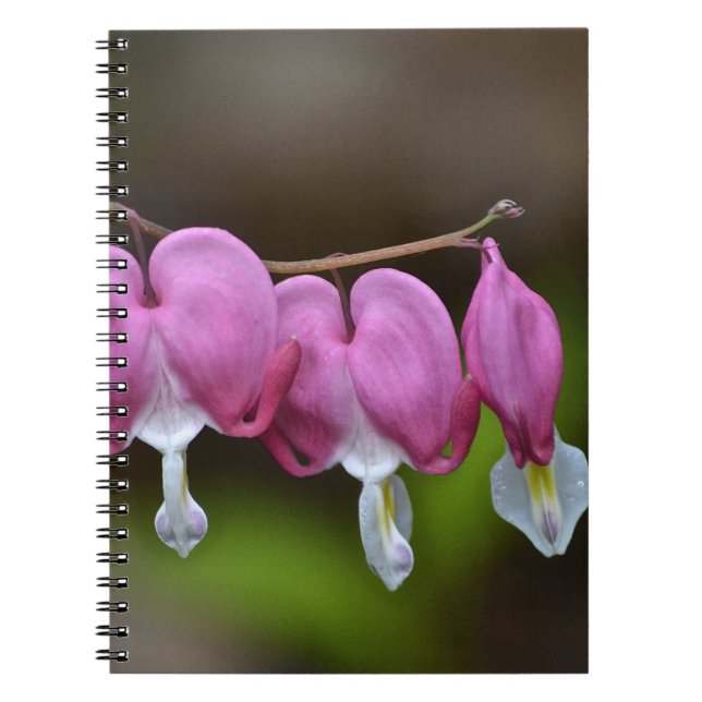 Bleeding Heart Notebook (Front)