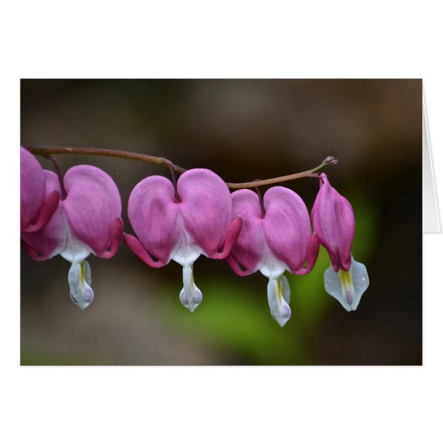 Bleeding Heart Notecard (Front Horizontal)