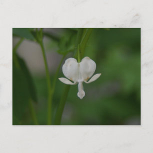 Bleeding Heart Postcard