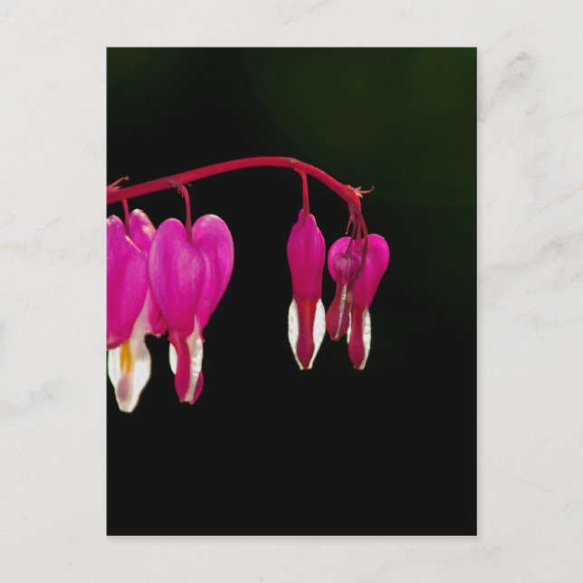 Bleeding-heart Postcard (Front)