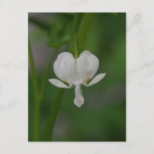 Bleeding Heart Postcard