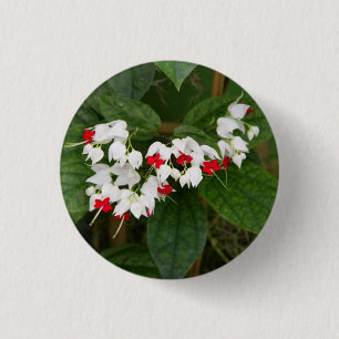 Bleeding Heart VIne Button
