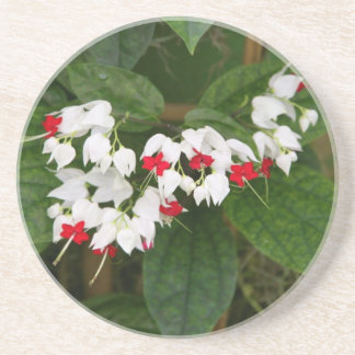 Bleeding Heart Vine Sandstone Drink Coaster