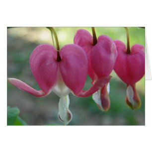 Bleeding Hearts