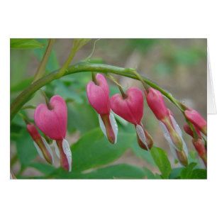 Bleeding Hearts