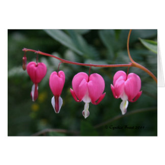 Bleeding Hearts