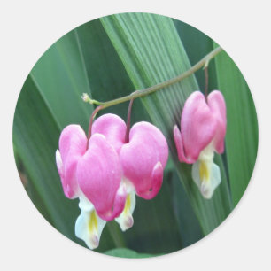 Bleeding Hearts Classic Round Sticker