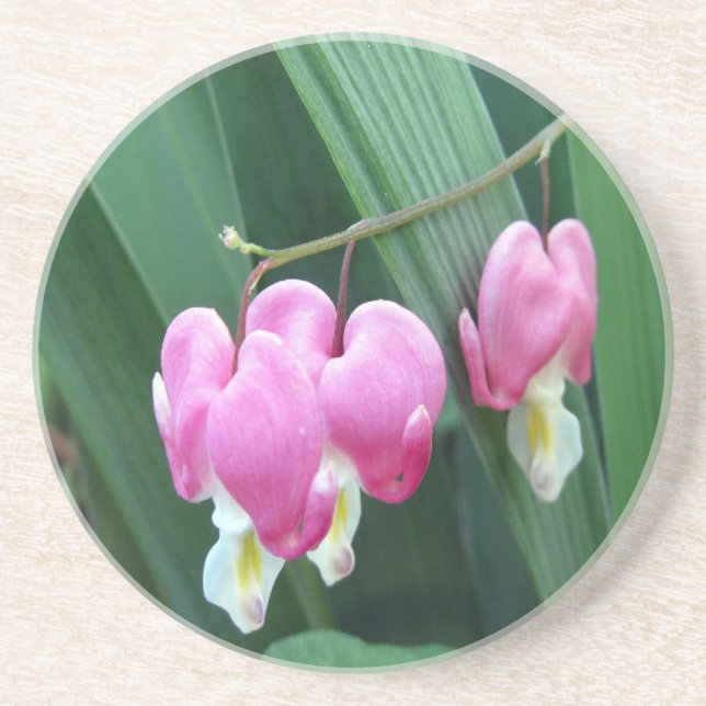 Bleeding Hearts Coaster (Front)